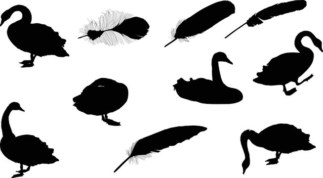six swans and four feathers isolated on white