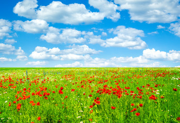 Vivid poppy field