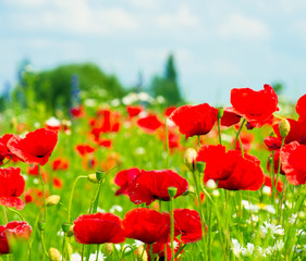 Field of bright red corn poppy flowers in summer