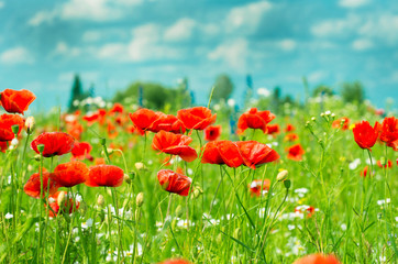 Obrazy na Szkle  Pole jasnoczerwonych kwiatów maku kukurydzianego w lecie