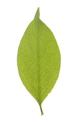 Fototapeta na wymiar Isolated leaf