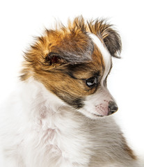 cute papillon puppy isolated over white