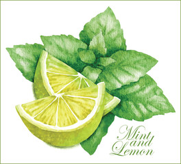 Lemon and mint sketches. - 91912372