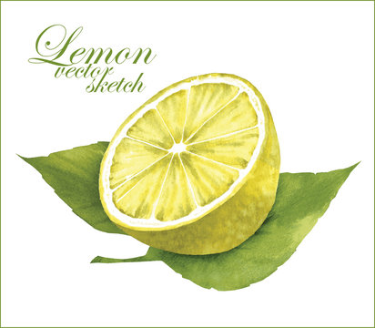 Lemon sketches.