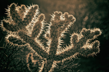 Silver Cholla