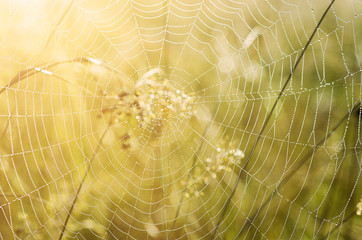 Plants with web