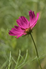 Obraz premium 赤いコスモス後ろ姿