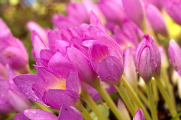 Fototapeta premium Beautiful bouquet of tulips.