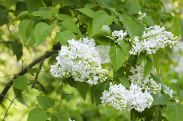 Branch of lilac flowers