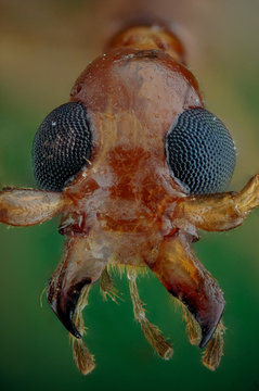 Microfotografia de la cabeza de un escarabajo realizada con la t&eacute;cnica del apilado de imagenes.