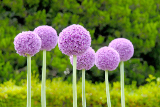 「紫の丸い花」の画像 - 84,787 件の Stock 写真、ベクターおよびビデオ | Adobe Stock