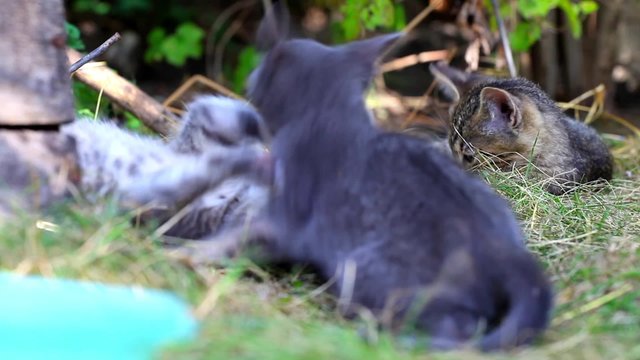  cats playing on farm garden summer grass