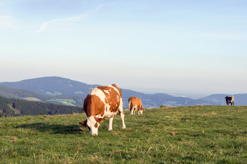 Naklejka na ściany i meble Kuh auf der Alm in der Abendsonne