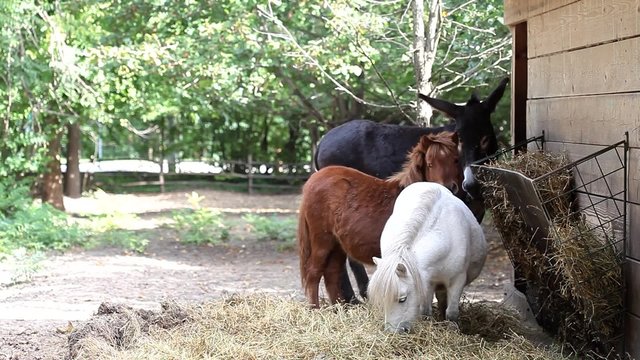 Two little horse and a donkey eating