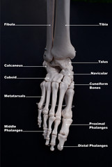 Foot Anterior View, Labelled 