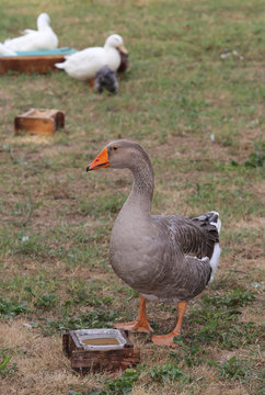 greylag goose  in the animal farm