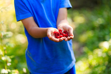 Child holding raspberries picked in garden