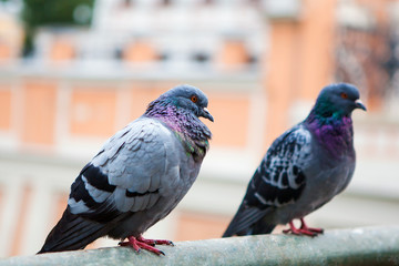 Gray pigeons. Beautiful pigeon close up. City birds. Pigeons of the Church. The bird view. 