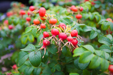 Fototapeta premium The rose hips. Red berries of wild rose, ripe berries, nature closeup, useful edible berries. Medical berries. Pharmaceutical.