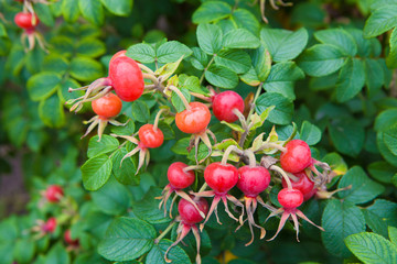 The rose hips. Red berries of wild rose, ripe berries, nature closeup, useful edible berries. Medical sweet berries. Pharmaceutical.