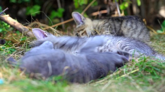  cats playing on farm garden summer grass