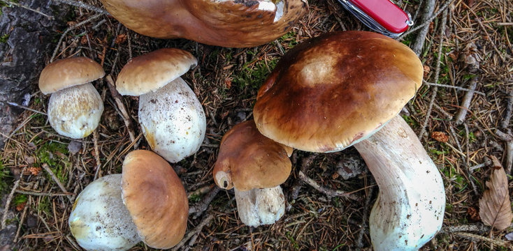 Detail of amazing mushrooms