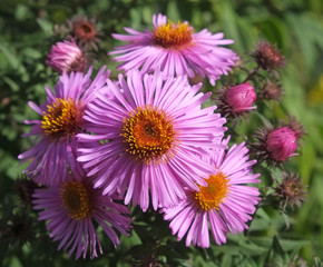 Obraz premium Herbstastern