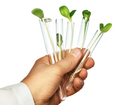 Plant in a test tube in hands of the scientist isolated on white.