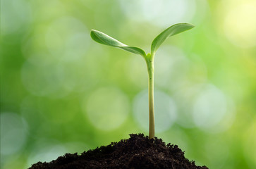 New life. Young sprout in springtime,Closeup.