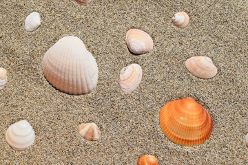 貝殻のテクスチャ／「海イメージ」や「夏イメージ」の背景用素材として使用できる写真です。