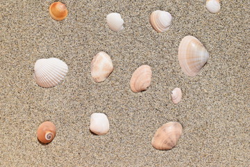 貝殻のテクスチャ／「海イメージ」や「夏イメージ」の背景用素材として使用できる写真です。