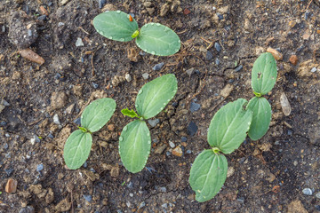 Green sprout growing from the ground