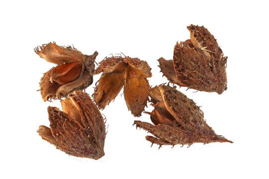 Beechnuts and husks on a plain white background.