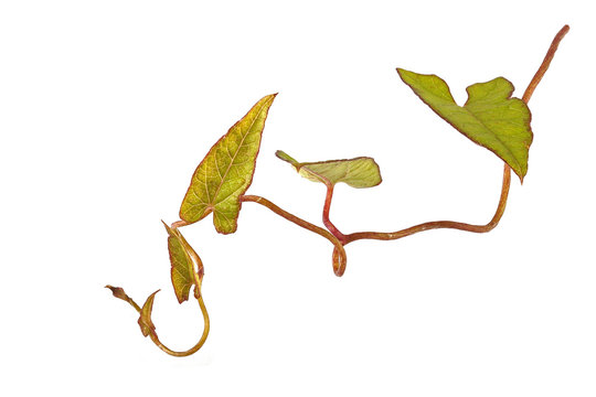 Bind weed on a plain white background.