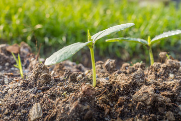 Green sprout growing from the ground