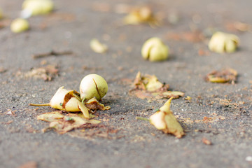 Rotten harvest