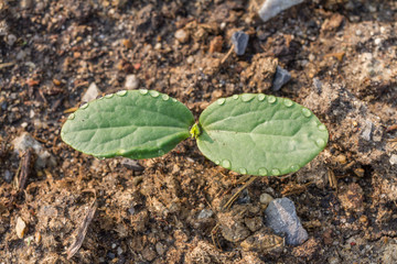 Green sprout growing from the ground