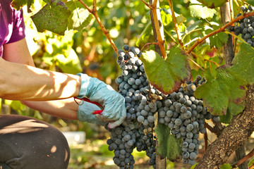 Cortar un racimo de uvas, vendimia