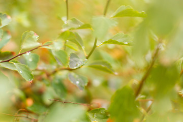 Dew in the forest