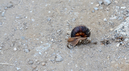 snail  on a dusty road