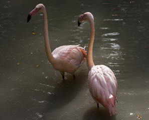 Beautiful pink Rosy Flamingos resting in the water