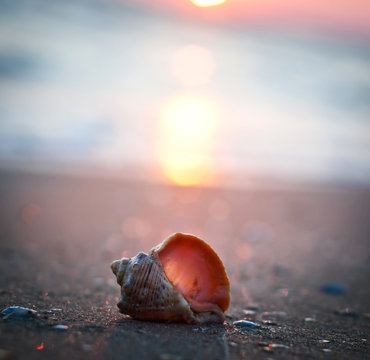 shell on sunset