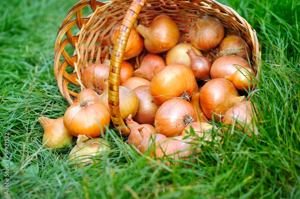 Sticker Fresh onions in basket on grass