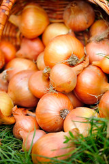 Fresh onions in basket on grass