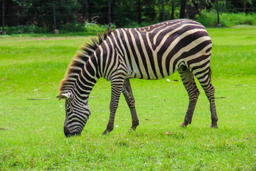 Zebra graze in the zoo.