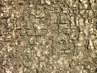 bark texture background
