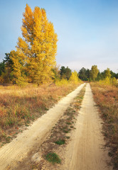 Autumn. Forest in autumn. Autumn Trees and Leaves in sun light.