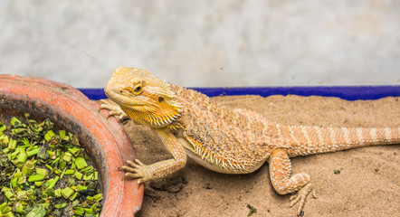Bearded Dragon on sand