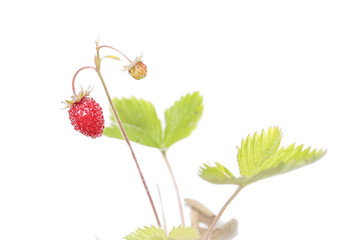 Berry strawberry on a branch
