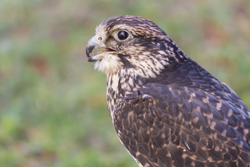 royal falcon